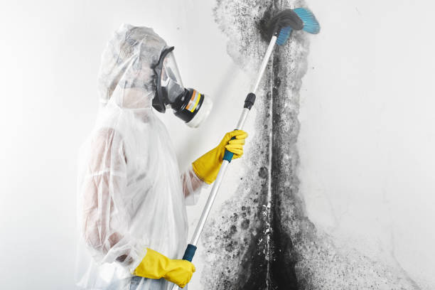 Best Mold Removal for HVAC Installations  in Beckett Ridge, OH