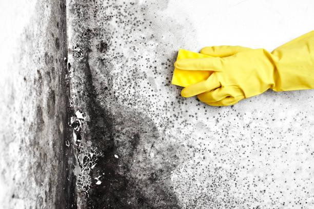 Best Basement Mold Removal  in Beckett Ridge, OH