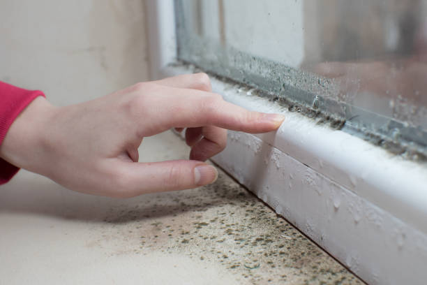 Best Water Damage & Mold Remediation  in Beckett Ridge, OH