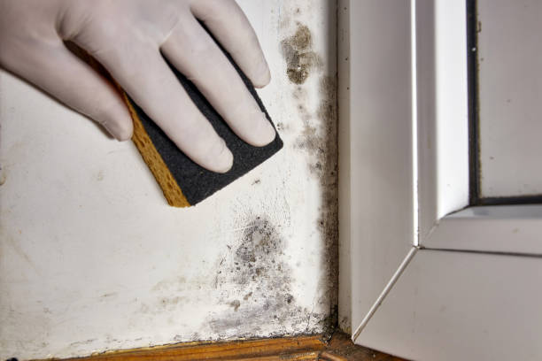 Best Attic Mold Removal  in Beckett Ridge, OH